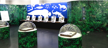 アマゾンの昆虫標本･拡張現実コーナーの展示風景